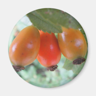 Aimant Trois cynorrhodons orange