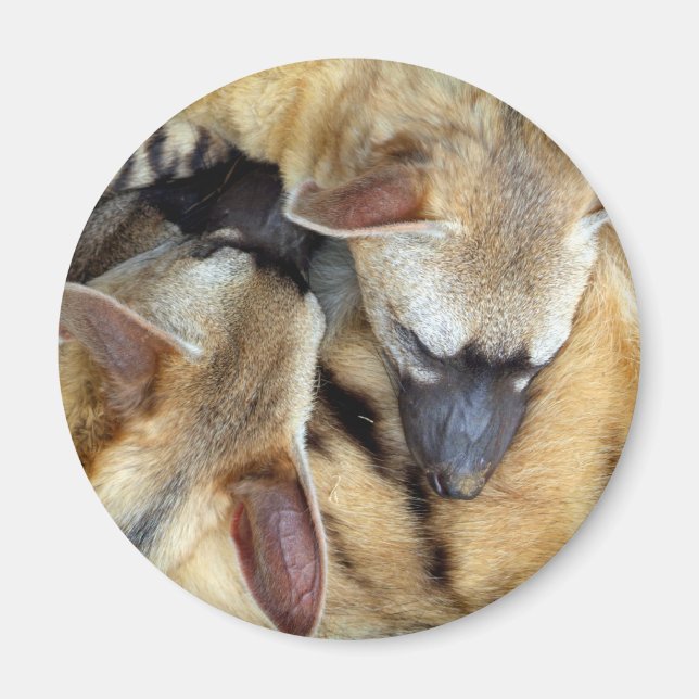 Aimant Trois Loups-de-l'Âne dormant (Devant)