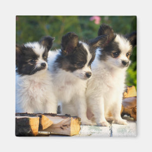 Aimant Trois mignonnes chiots papillon sur un banc de jar