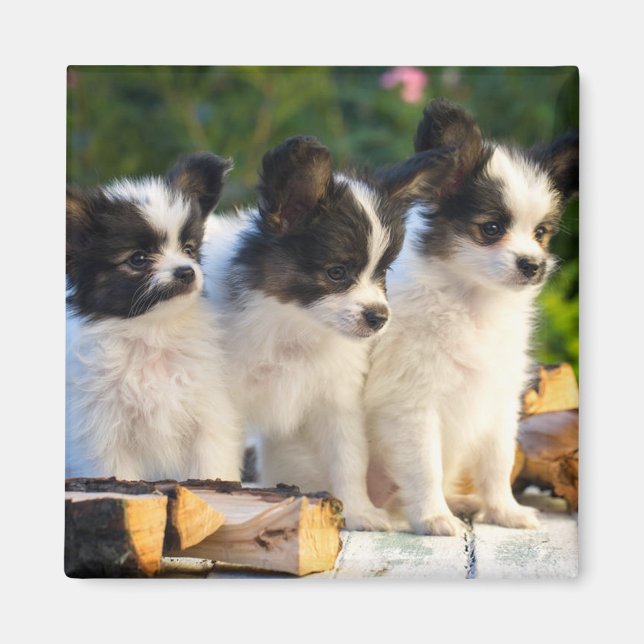 Aimant Trois mignonnes chiots papillon sur un banc de jar (Devant)