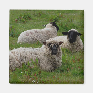 Aimant Trois moutons