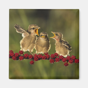 Aimant Trois oiseaux de Schach de Lanius de bébé