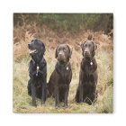 Trois récupérateurs Black Labrador