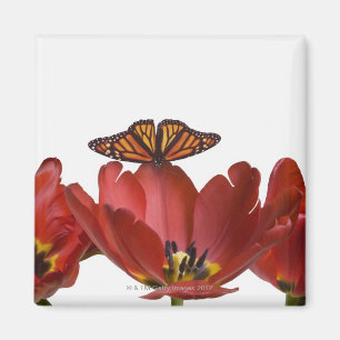 Aimant Trois tulipes rouges et un papillon de monarque