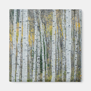 Aimant Troncs d'arbre d'Aspen   Aspen, Colorado