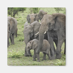 Aimant Troupeau d'Éléphants d'Afrique