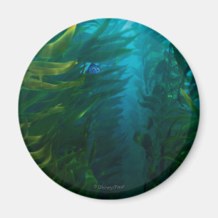 Aimant Trouver Dory   Cacher et rechercher - Kelp de mer