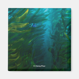 Aimant Trouver Dory   Cacher et rechercher - Kelp de mer