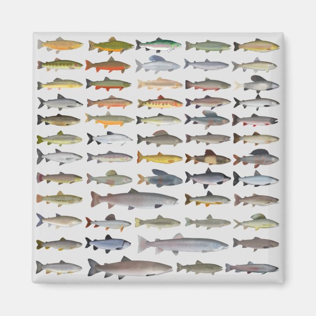 Aimant Truite, omble, Grayling, Hucho et Whitefish Group (Devant)