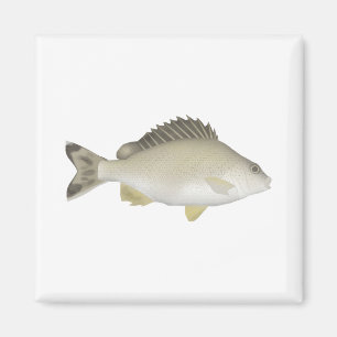 Aimant Trumpeter