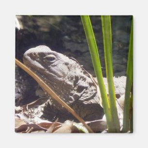 Aimant Tuatara
