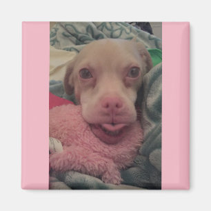 Aimant Tucker utilise l'aimant rose d'accent de lunettes