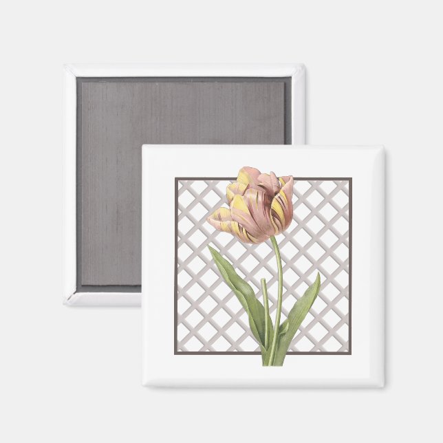 AIMANT TULIP (Recto/Verso)