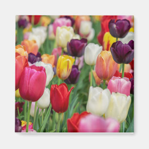 Aimant Tulip Fleurs de printemps Jardin Floral Jaune rose