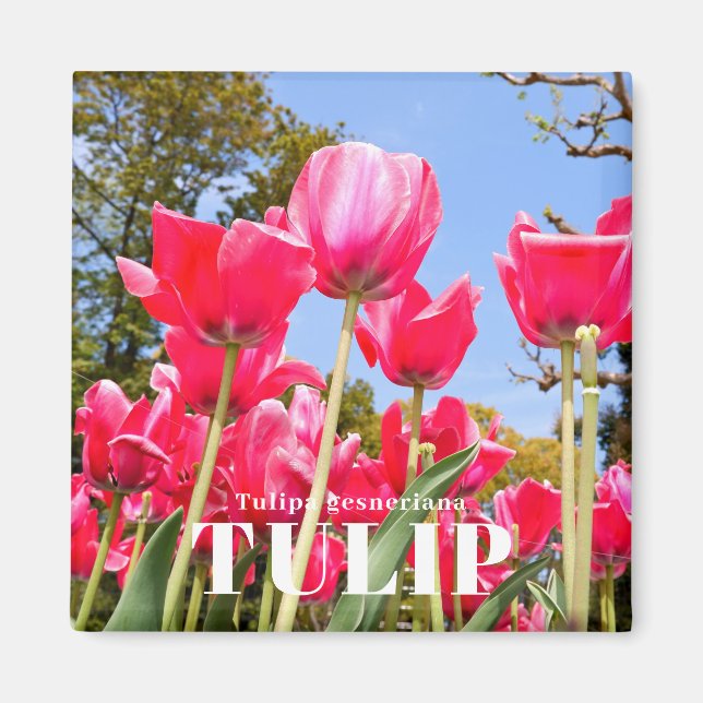 Aimant Tulipe (Devant)