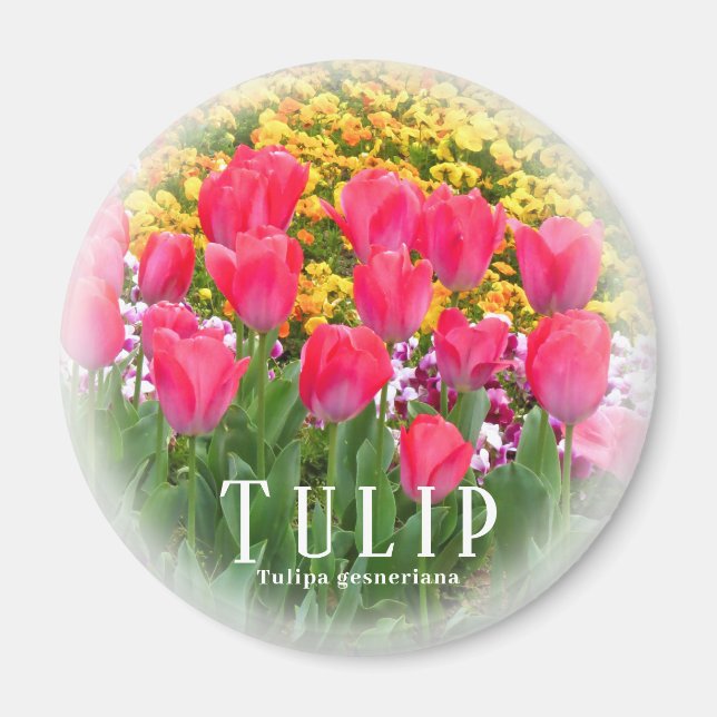 Aimant Tulipe (Devant)