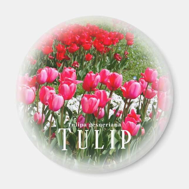 Aimant Tulipe (Devant)