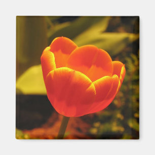 Aimant Tulipe orange