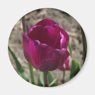 Aimant Tulipe pourpre