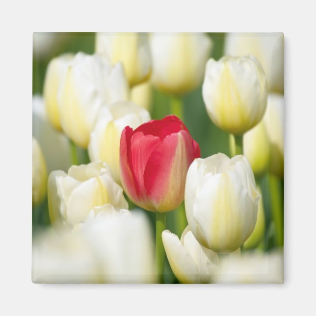 Aimant Tulipe rouge dans un champ de tulipes blanches (Devant)