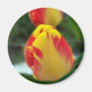 Aimant tulipe rouge jaune