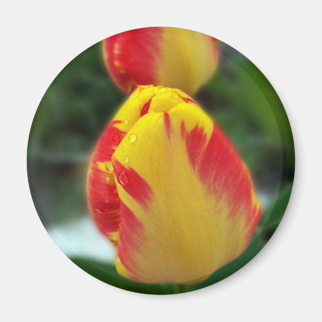 Aimant tulipe rouge jaune (Devant)