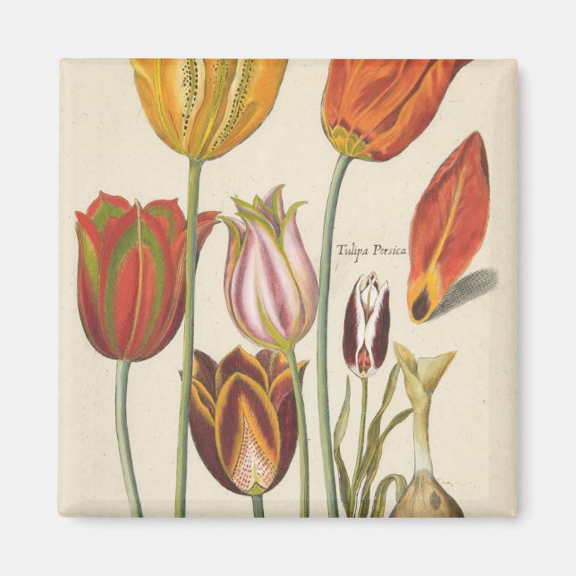 Aimant Tulipes (Devant)