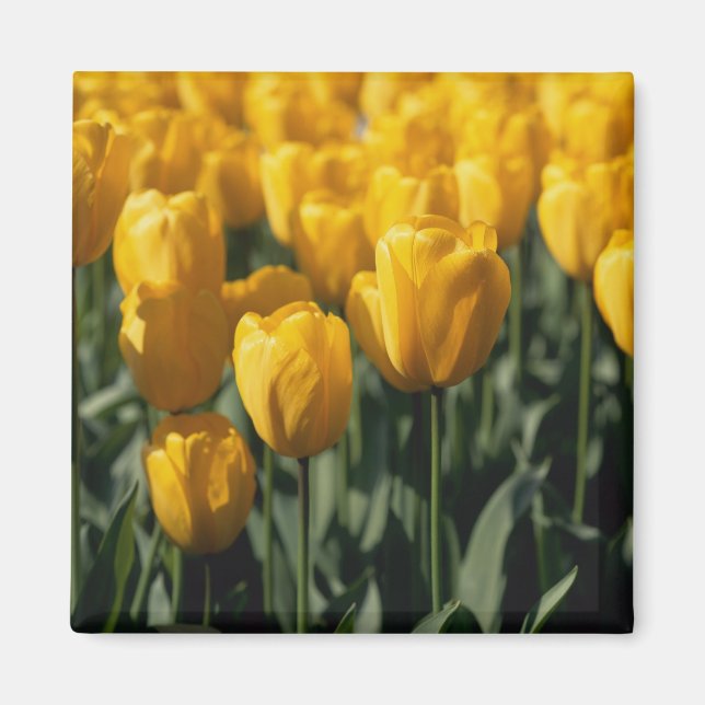 Aimant Tulipes 3 (Devant)