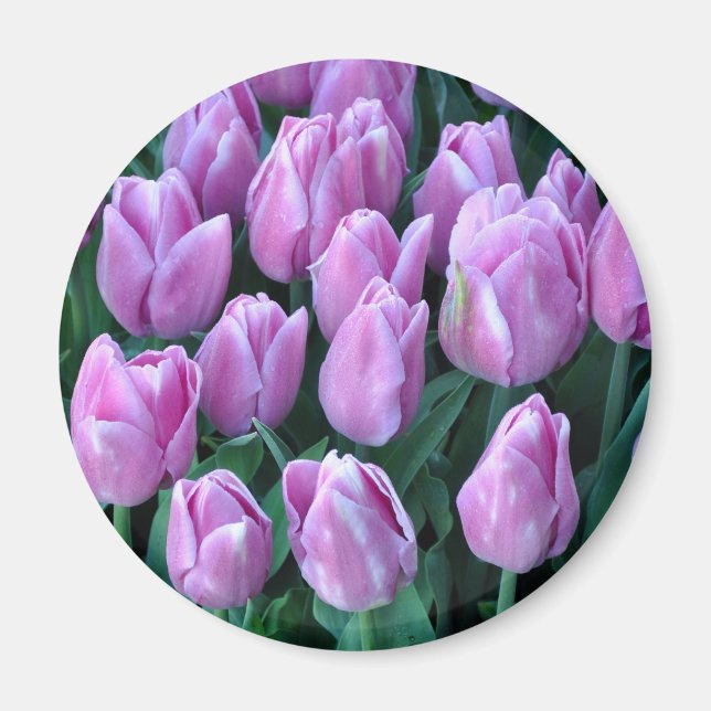 Aimant Tulipes à ressort pourpre (Devant)