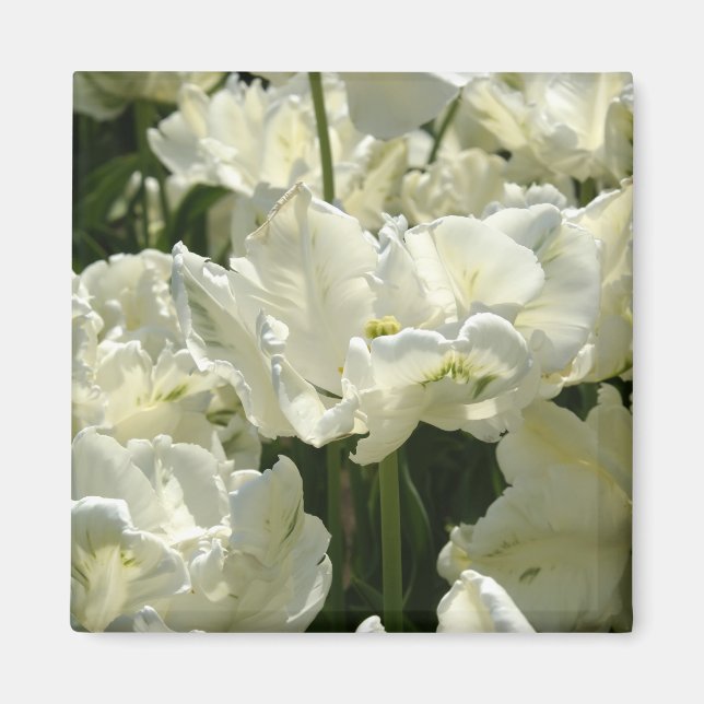 Aimant Tulipes blanches (Devant)