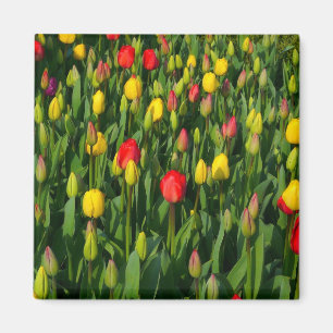 Aimant Tulipes colorées
