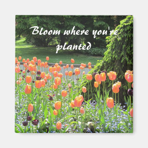 Aimant Tulipes - Fleur où vous êtes planté
