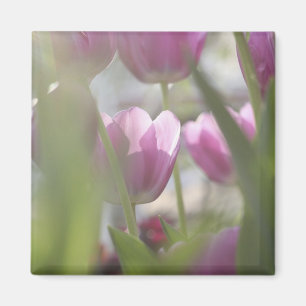 Aimant Tulipes, Jardins de Keukenhoff, Pays-Bas.