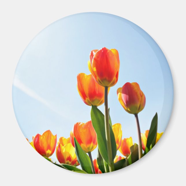Aimant Tulipes orange et rouge du dessous (Devant)