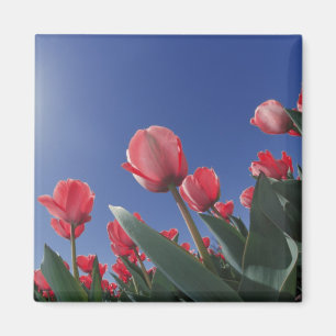 Aimant Tulipes rouges sous un angle très bas, Cincinnati,