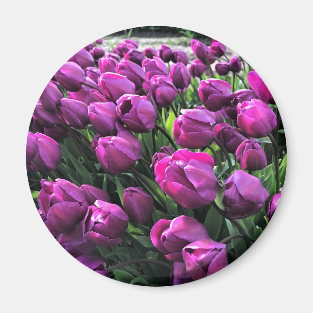 Aimant Tulips de Purple (Devant)