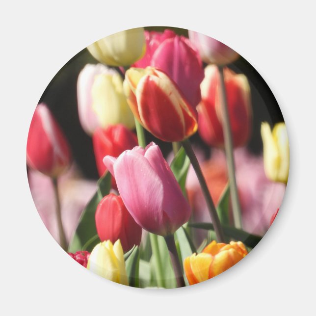 Aimant Tulips du Colorful (Devant)