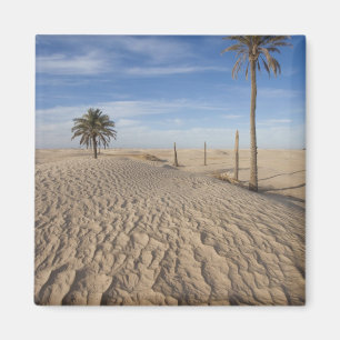 Aimant Tunisie, désert du Sahara, Douz, Grande Dune, aube
