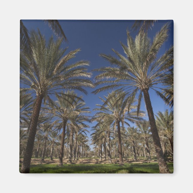 Aimant Tunisie, Sahara Desert, Douz, Zone Touristique, 2 (Devant)