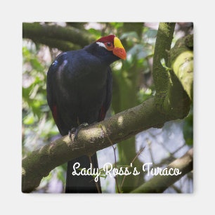Aimant Turaco de Lady Ross