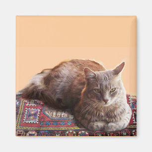 AIMANT TURKISH CAT ON THE OLD CARPET