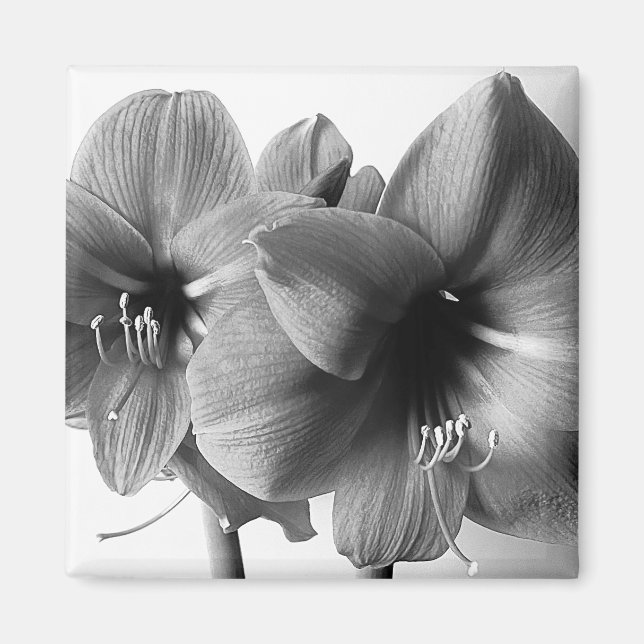 Aimant Two Amaryllis Flowers Photo (Devant)