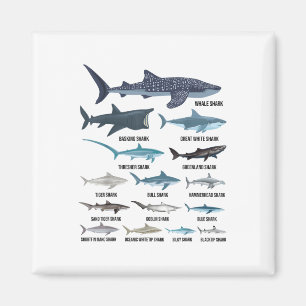 Aimant Types De Requins Espèces De Requin Identification