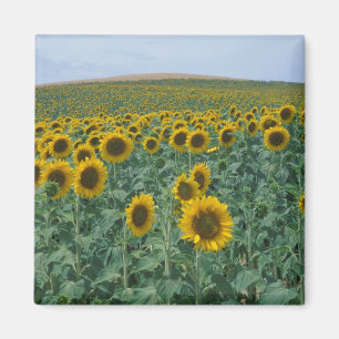 Aimant UE, France, Provence, Champ de tournesols