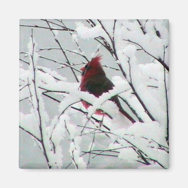Aimant Un Beau Cardinal Rouge Dans Les Arbustes Couverts  (Devant)