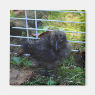 Aimant Un bébé Silkie