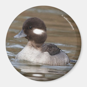 Aimant Un Canard À Tête De Buffle Nage Par