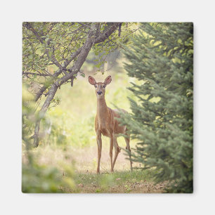 Aimant Un cerf solitaire