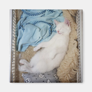 Aimant Un chat blanc qui dort dans une corbeille,