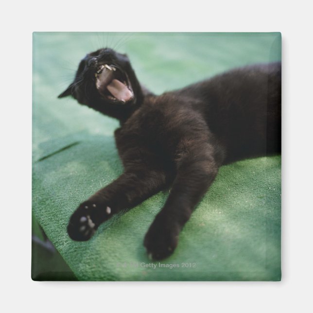 Aimant Un chat qui bâille. (Devant)